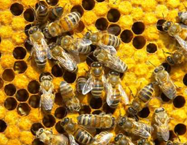 العسل الطبيعي أفضل مقوي لمناعة الجسم!