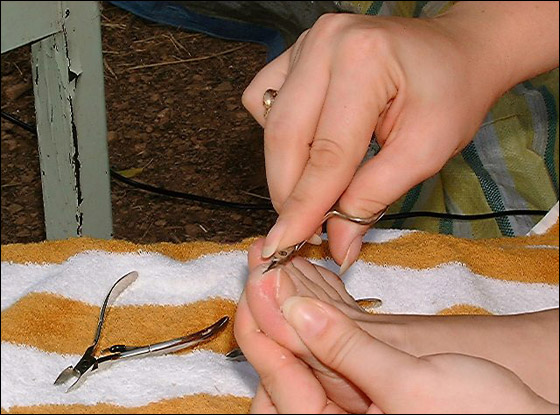 إليك من موقع شايف طريقة البديكير بالصور!!