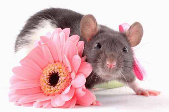 ما هي العلاقة بين وبر الفئران وعلاج العمود الفقري؟!