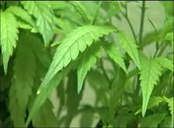 الوالد قدم لطفله الماريجوانا سرا.. فشفي من سرطان الدماغ! 