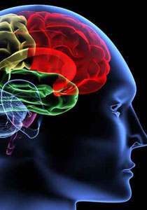 اليكم عشرة حقائق مذهلة عن الدماغ والجسم البشري