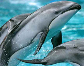 المكفوفين يستدلون بالصدى مثل الخفافيش والدلافين ويرون باذانهم