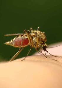رائحة الجوارب المتسخة تساهم في القضاء على عدوى الملاريا!