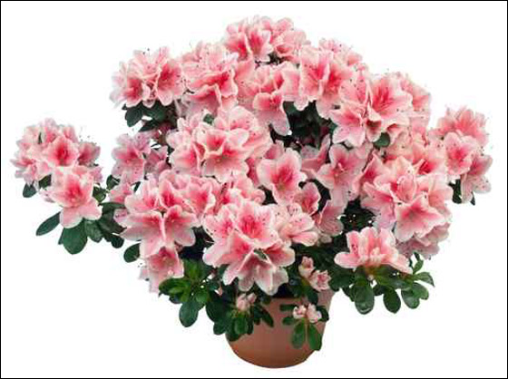 قواوير للورود بأشكال وألوان رائعة تزيد منزلك جمالا! 