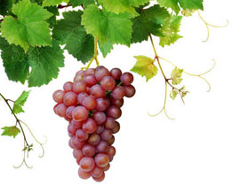 احمي بشرتك من اشعة الشمس.. بواسطة العنب!