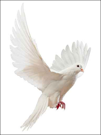 "حليب الحمام" يعزز المناعة!!