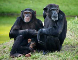 دواء جديد لكبح الشهية ومكافحة السمنة!