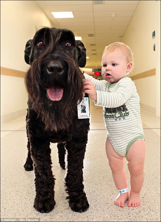 كلب بمشفى اسراليا يصنع المعجزات ويجلب الابتسامة لمرضى السرطان