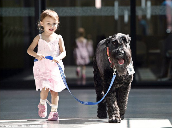 كلب بمشفى اسراليا يصنع المعجزات ويجلب الابتسامة لمرضى السرطان