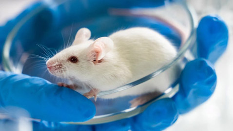 علماء يتمكنون لأول مرة من استنساخ فئران من خلايا جلدها المجففة بالتجميد