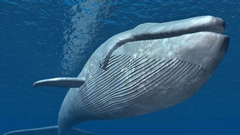 بعد 15 عاماً.. علماء يكشفون أسرار الحوت الأزرق