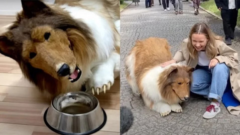 ياباني أنفق 16 ألف دولار ليصبح كلباً.. يتحول اليوم لحيوان آخر