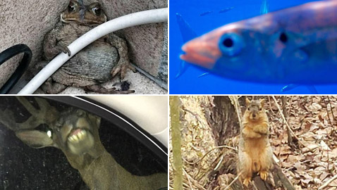 10 صور طريفة لحيوانات تم التقاطها بالصدفة قد لا تصدّق أنها حقيقية