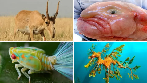 بالصور: تعرفوا إلى أغرب 10 حيوانات في العالم وأهم ما يميزها!