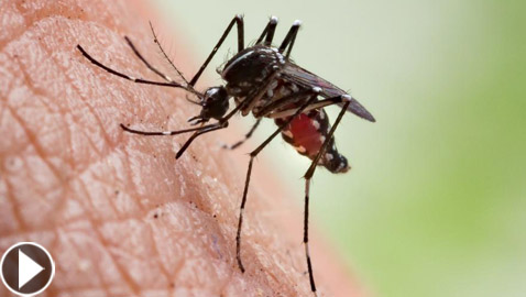 فيديو: أبرز 5 معتقدات خاطئة وخرافات حول البعوض وكيفية الوقاية منها