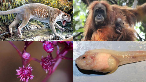 بالصور.. 10 كائنات حية اكتشفت حديثا لم نكن نعلم بوجودها قبل الآن!