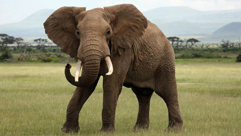 إليكم 8 من أبرز الغرائب والعجائب عن الأفيال وأسرار حياتها