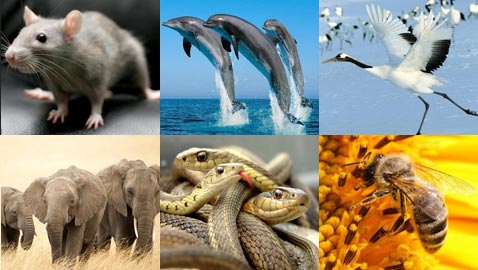 ظاهرة غريبة: حيوانات تتفوَّق على البشر وتتنبأ بأمور قبل وقوعها!