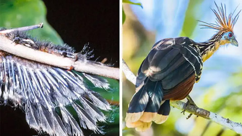 خيانة النعامة.. وحقائق عن الحيوانات لا تصدق