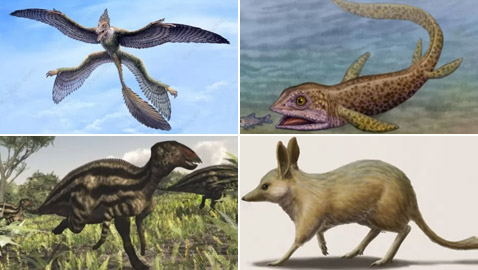 بالصور: تعرفوا إلى 12 من أصغر حيوانات ما قبل التاريخ المذهلة