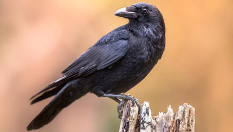 لماذا يُصنف الغراب أذكى الطيور في العالم؟ فما هي مزاياه؟