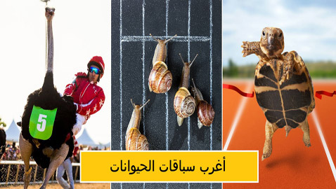 مصارعة الحشرات وكرة قدم الأفيال! أغرب سباق الحيوانات في العالم!