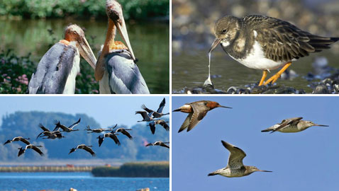 اليكم أسماء الطيور ابطال المسافات الطويلة