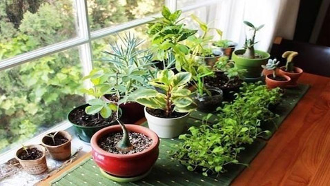 نباتات منزلية ذات خصائص علاجية لصحة الإنسان