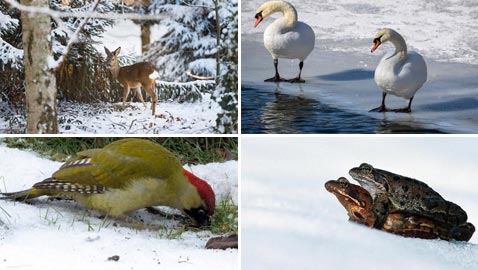 حيل وأسرار الحيوانات والطيور لمواجهة برد الشتاء القارس