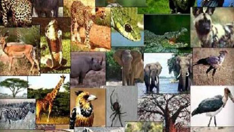 صور: 8 كائنات حية جميلة لكنها الأكثر إضرارا بالطبيعة!